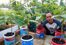 Manfaatkan Ember Bekas, Tanam Terong Depan Rumah