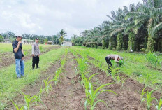 Pantau Pertumbuhan Jagung Hibrida pada Kebun Seluas  1,8 Ha milik PT R6B di Muara Enim