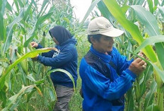 Diserang Penggerek Tongkol, Biji Jagung Rusak