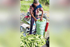 Modal tak Besar, Keuntungan Menjanjikan, Tiap Petik Panen 200-300 kg Pare