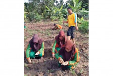 Manfaatkan Pekarangan Jadi Sarana Edukasi Pertanian, Pelajar Tanam Jagung 