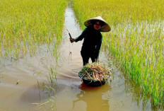 40 Ha Sawah Muratara Terendam, Petani Panen di Tengah Banjir