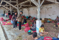 Pemkab Banyuasin Tingkatkan Produksi Bawang Merah Melalui Kerja Sama dengan Brebes