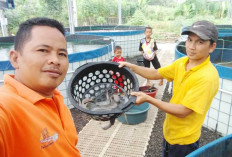 Dua Teknik Panen Ikan Lele Bioflok 