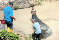 Air Kolam Menyusut, Dinas Perikanan OKI Panen Dini Ikan Nila dan Patin untuk Dibagikan ke Warga