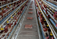 Dapur MBG Libur Sementara, Harga Telur di Empat Lawang Tetap Stabil