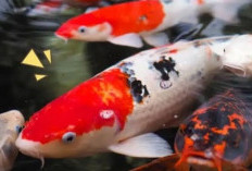 Mengungkap 6 Kandungan Gizi Khusus dalam Pakan Berkualitas untuk Ikan Koi Terbaik, Apa Saja Nih!