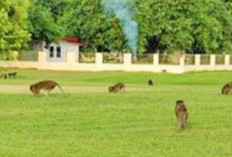 Bagus Kuning, Bukti Jejak Syiar Islam di Palembang Abad ke-16