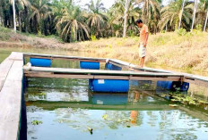 Buka Lahan Nganggur,Tanami Singkong Karet 