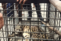 Penjual Satwa Dilindungi Terjaring Patroli Siber, Macan Dahan Masuk Permukiman Warga Lahat