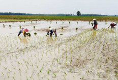 Keluarkan Biaya Tambahan Beli BBM, Satu Hektar Lahan bisa Empat Hari  