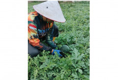 Jadi Sumber Kebahagiaan di Haeu Raya, Kebun Samping Rumah  Panen