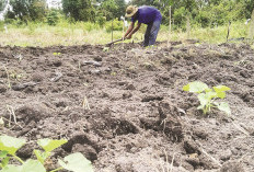 Gemburkan Tanah, Buat Bedeng Tanam 