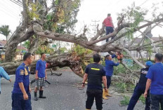 Rapuh, Pohon Mahoni Roboh Timpa Kabel Listrik dan Telepon 