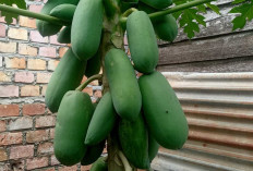 Buah Pepaya Kaya Nutrisi dan Enzim Ini Bikin Kesehatan Tubuh Terjaga, Ayo Konsumsi Rutin