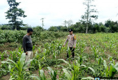 Petani Lahat Keluhkan Pupuk dan Hama, Bhabinkamtibmas Turun Dampingi Lahan Jagung