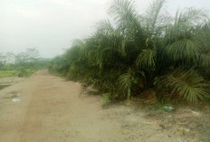  Kelola Kebun Sawit 6,5 Hektar,  Sediakan Sinyal Wifi