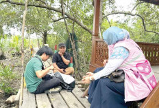 Srikandi PLN Monitoring Penanaman Pohon Mangrove, Di Desa Wisata Sungsang IV