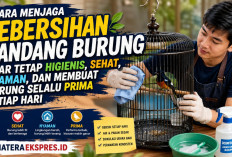Cara Menjaga Kebersihan Kandang Burung agar Tetap Higienis, Sehat, Nyaman, dan Membuat Burung Selalu Prima 
