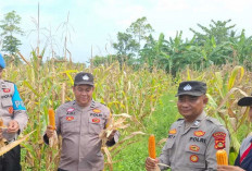 Polsek Pemulutan dan Petani Panen 3 Ton Jagung