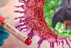 Waspada Virus Nipah, Dinkes OKI Keluarkan Imbauan