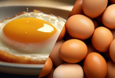 Heboh, Telur Dadar Disebut Bisa Sebabkan Diabetes dan Kanker, Ini Penjelasan Ahli