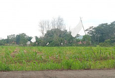 Kepastian Harga, Warga Terukis Baru Sulap Lahan Kosong Jadi Kebun Jagung