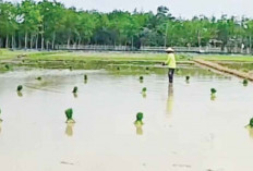 Petani Lubuk Seberuk Mulai Tanam Padi Semester III Meski Kekeringan