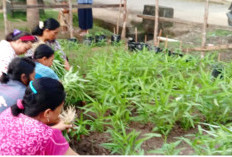 Warga Karang Jaya Muratara Beralih dari Tanaman Hias ke Sayuran di Pekarangan