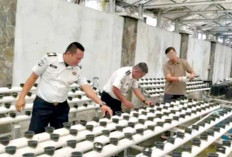 Melon Belanda dan Selada Air Jadi Unggulan
