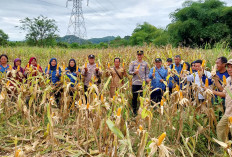 Panen Jagung 4 Ton di Dua Kecamatan Muara Enim