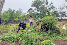 Jalan Pulang Polisi ‘Diportal’ Warga Bawa Sajam, Usai Tumpas Ladang Ganja 3 Hektare di Perbukitan Empat Lawang