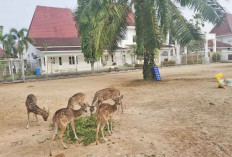 Wisata Rusa di Rumah Dinas Bupati, Jadi Hiburan-Kebanggaan Masyarakat Muba