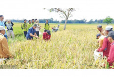 Serap Beras Lokal Penuhi Penyediaan untuk ASN OKI 