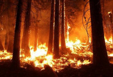 Kebakaran dan Kerusakan Hutan, Ini Dampaknya bagi Manusia