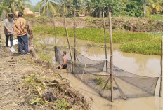 Bangun Jalan Produksi, Kembangkan Ternak Ikan, Desa Danau Cala 