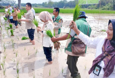 Kejar Ekstensifikasi, Lakukan Gertam Padi Serentak