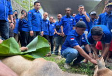 Demokrat Palembang Sembelih 2 Sapi Kurban, Tebar Kepedulian di Hari Idul Adha