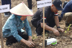 Empat Lawang Dorong Gerakan Sumsel Mandiri Pangan, Warga Diajak Tanam Cabai