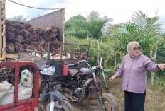 PT MJU Nekat Panen Sawit di Tengah Konflik, Dinas Pertanahan OKI Turun Tangan