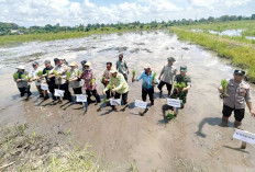 Tanam Padi di Lahan Cetak Sawah Baru 