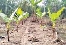 Suka Konsumsi Buah, Berkebun Buah Lokal