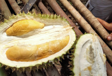 Jangan Takut Makan Durian, Ini Manfaatnya Untuk Pria