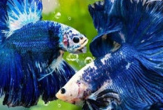 Agresifitas dan Keindahan: Yuk, Mengungkap Sifat, Karakteristik, dan Sisi Tersembunyi dari Ikan Cupang!