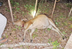 Teror Pencurian Sapi Hantui Warga Pangkalan Lampam