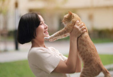 Memelihara Kucing Bisa Jadikan Hidup Lebih Bahagia Loh, Mau Tau Alasannya? Cek Sist