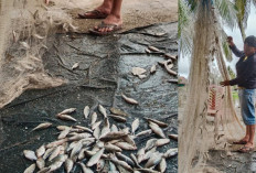 Ikan Mudik Banjiri Sungai Komering, Warga Berbondong-bondong Mancing dan Raup Cuan