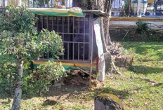 Waspada Anjing Liar! Bocah Terluka saat Geladi di Gedung Pemda