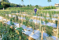 Harga Singkong Anjlok Beralih ke Cabai, Berani Ambil Risiko demi Harapan Baru