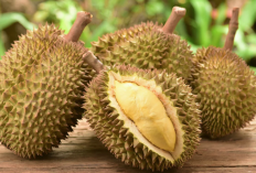 Ini Cara Pemupukan Pada Tanaman Durian, Agar Hasilnya Maksimal